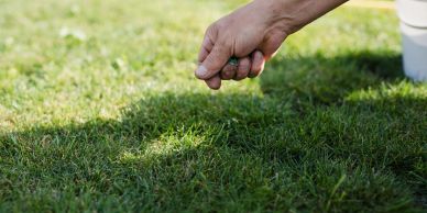 Hand spreading fertilizer on a lawn.