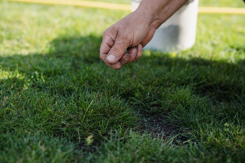 Man spreading new grass seed over an existing lawn to fill in bare patches and make the grass thicker. Close-up view of the hand