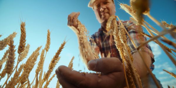 Farmer inspecting wheat in a sunny field.