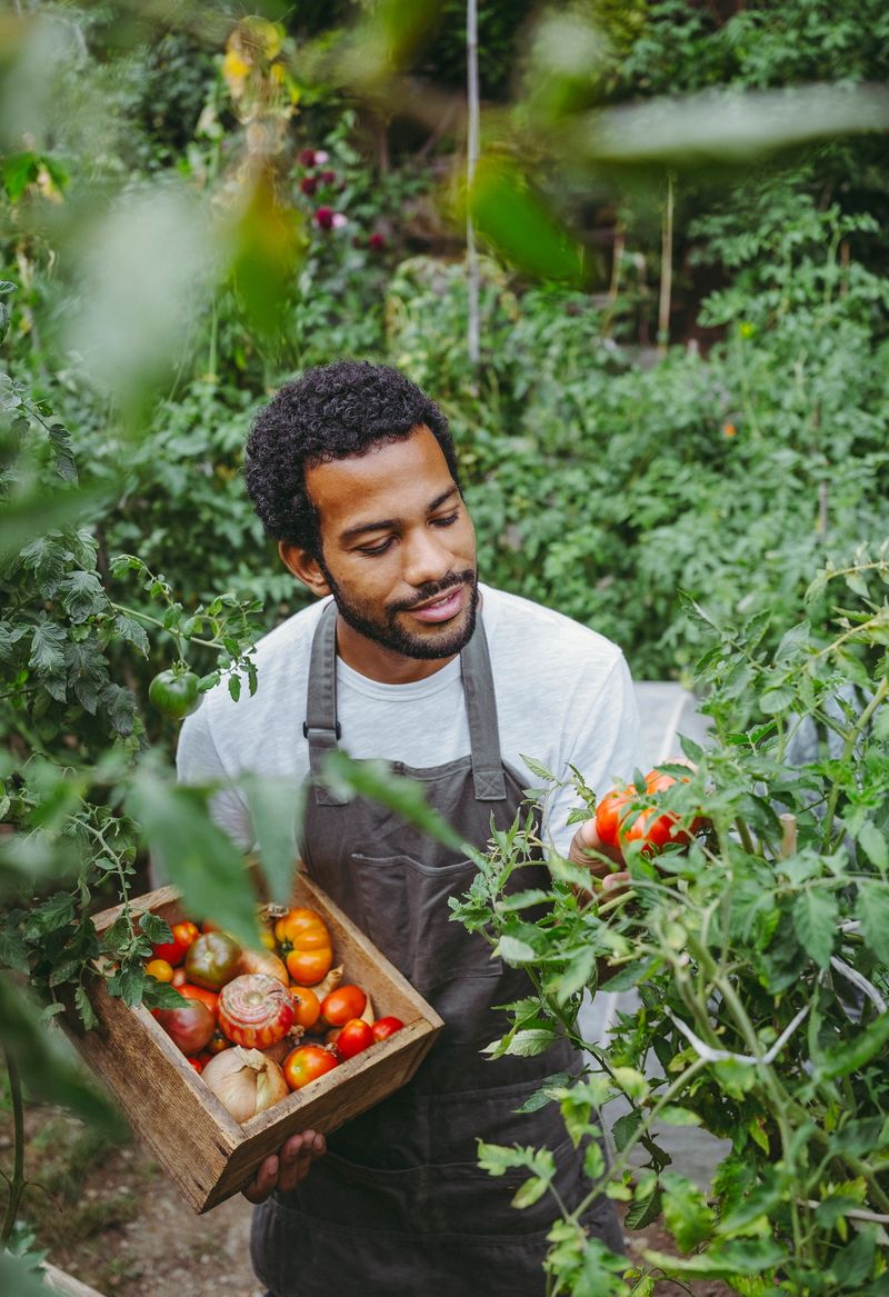A smiling diverse male gardener, dressed in an apron, carefully picks ripe red tomatoes from lush plants in a sunlit, green garden setting.