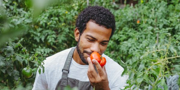 Man smelling a fresh tomato in a garden while holding a box of tomatoes.