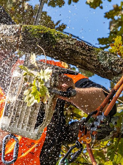 Trimming a tree in north hills