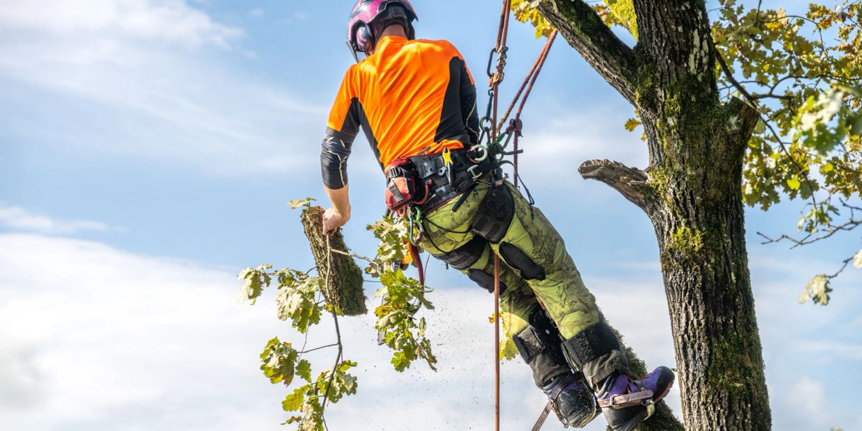 Worker pruning a tree branch wearing safety gear.