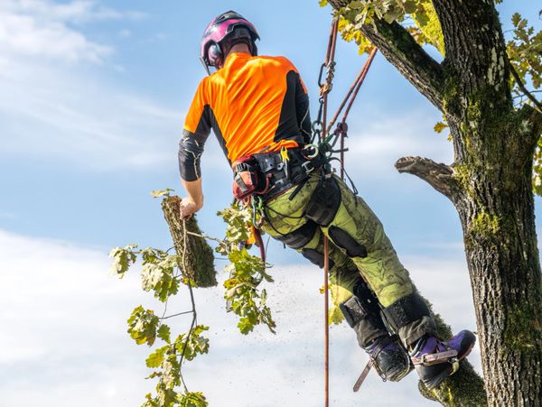 Arborist in safety gear cutting a tree branch while suspended by ropes.