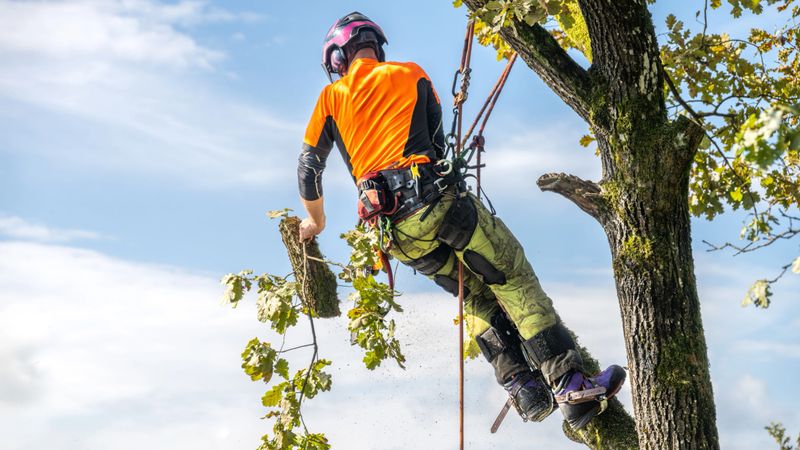A skilled logger in protective clothing expertly dismembers an oak tree, using specialized equipment at an outdoor location under a clear sky.