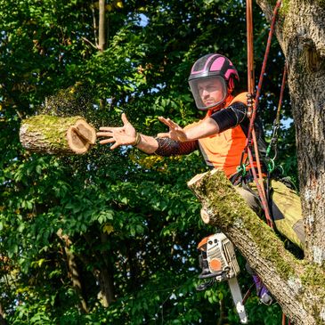 Tree worker tossing a freshly cut log while secured with climbing gear.