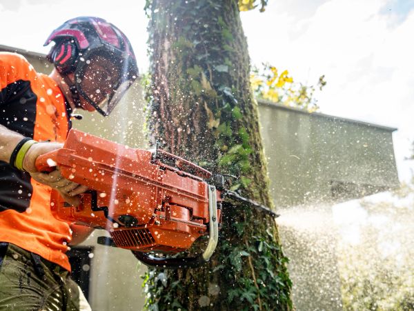 #treeremoval, #treetrimmin,g #treeservice, #treeexpert, #forestrymulching, #landclearing, #gadsdenco