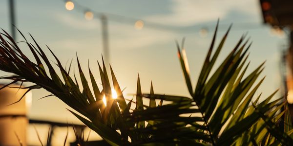 Sunlight peeking through palm leaves during sunset.