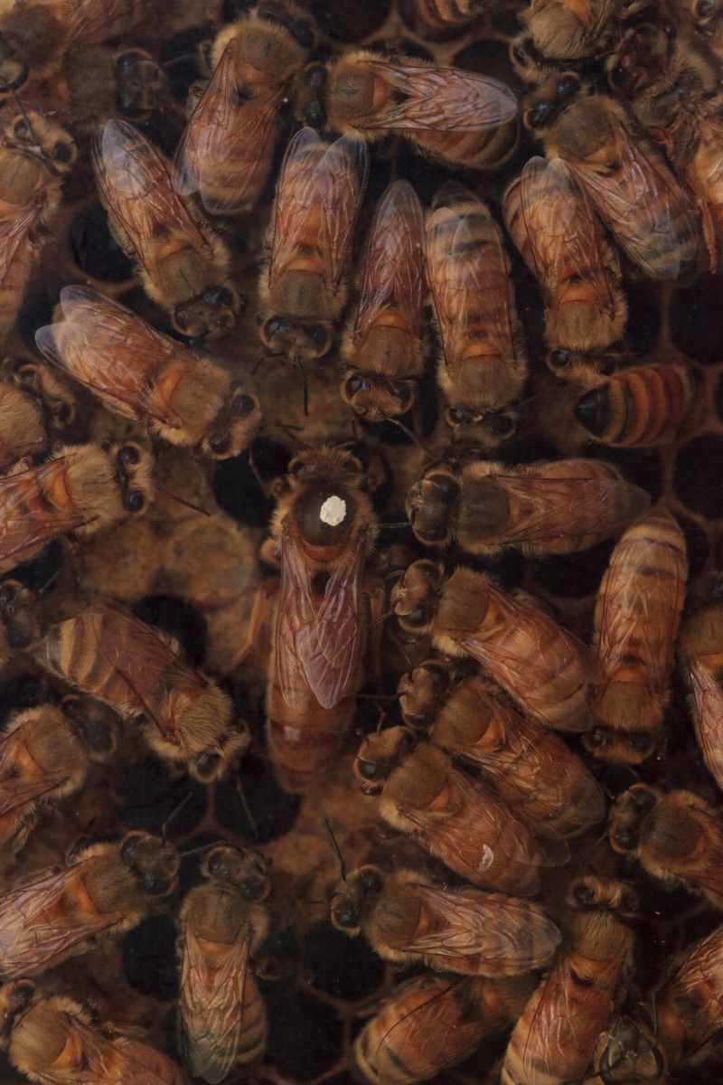 Full Frame Shot Of Honey Bees On Beehive