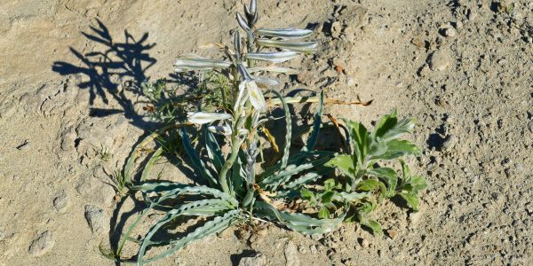 Desert plant with small white flowers and crinkled leaves.
