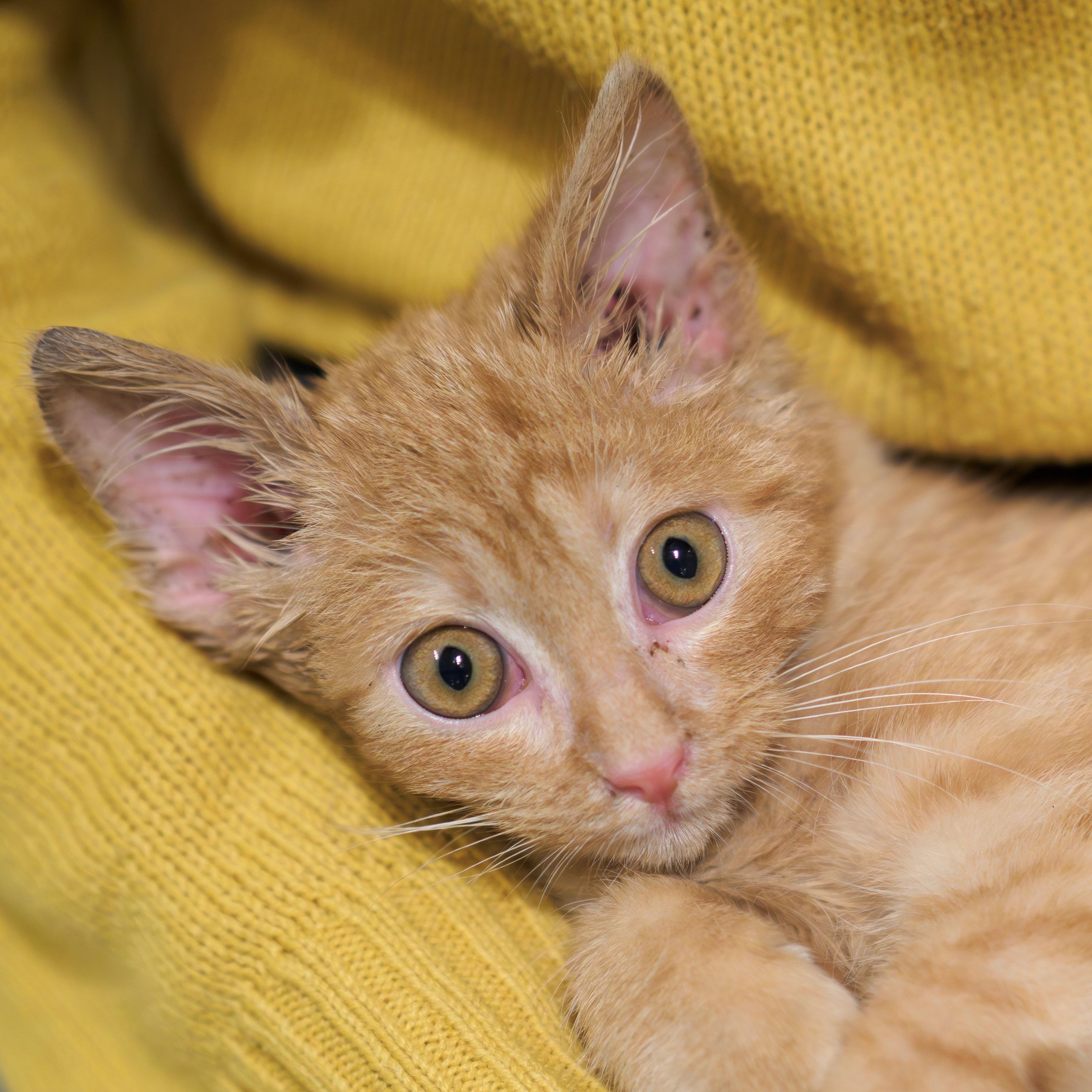 Close-up of a curious orange kitten on a yellow fabric.