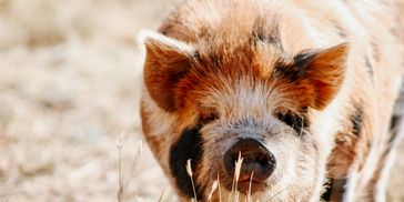 Kune Kune Pig
