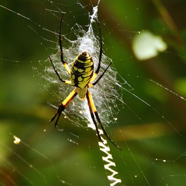 Yellow and black spider on its web.