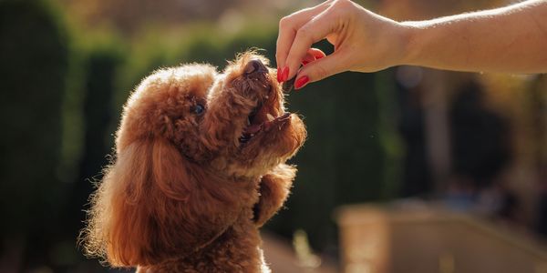 A curly-haired dog eagerly receiving a treat from a hand outdoors.