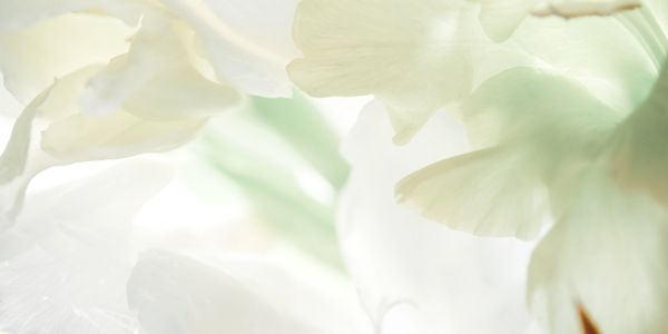 Soft white flower petals with gentle light.