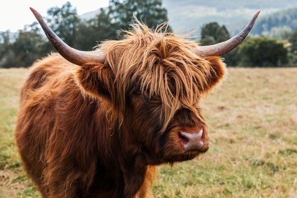 Highland Cow