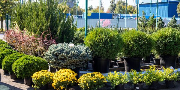 Various potted plants and shrubs displayed outdoors in a garden center.