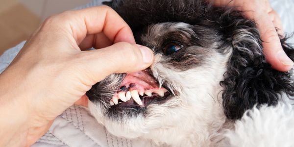 Person examining a small dog's teeth closely.