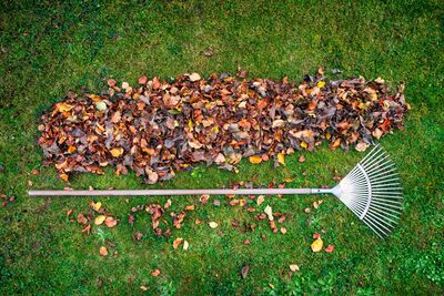 rake with leaves