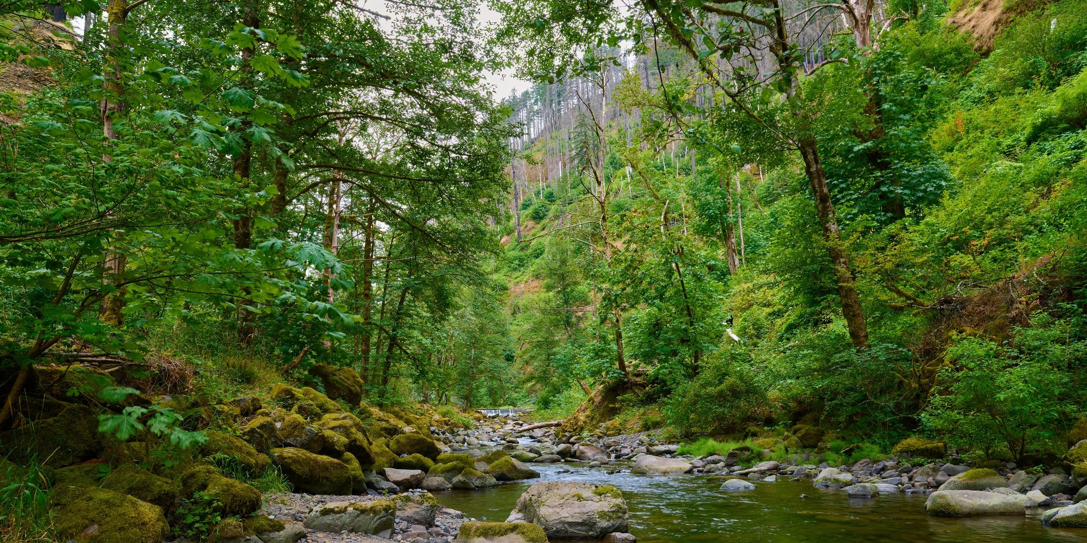 forest with a stream and rocks
