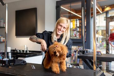 Smiling professional dog groomer trimming the fur of a fluffy brown Poodle with scissors.