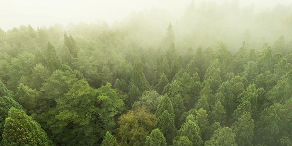 Foggy forest with dense green trees.