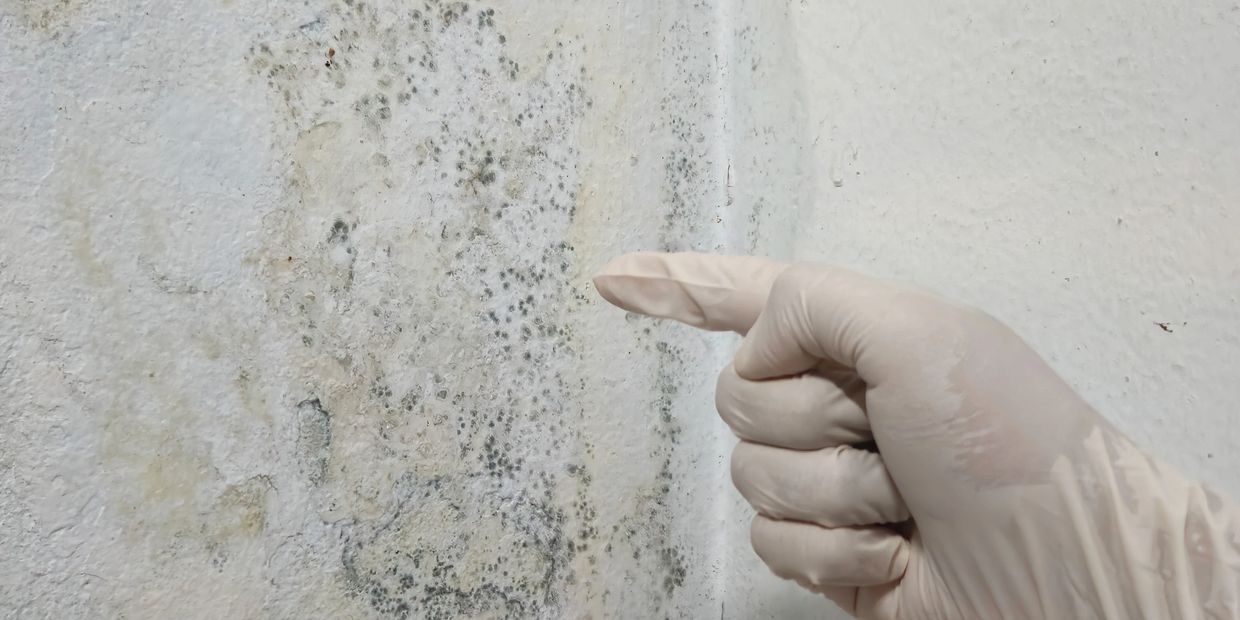 Gloved hand pointing at mold on a white wall surface.