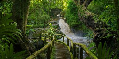  the Monteverde Cloud Forest offers a unique ecosystem with hanging bridges,  and wildlife spotting