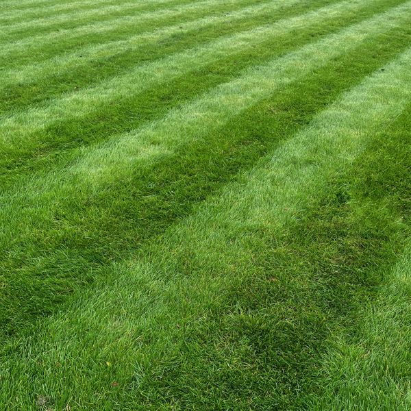 Freshly mowed grass with alternating light and dark green stripes.