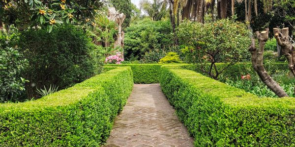 A lush garden pathway lined with neatly trimmed green hedges.