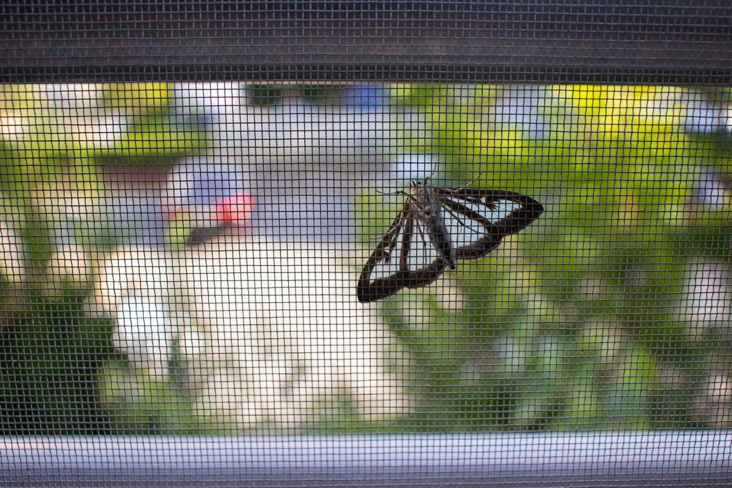 A moth rests on a window screen with a blurred outdoor background.