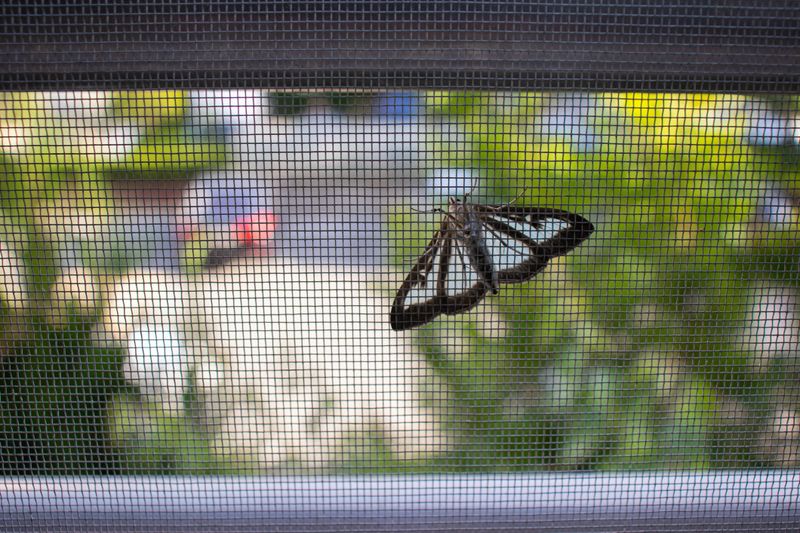 A box tree moth (Glyphodes perspectalis) attached to the outside of the screen door.