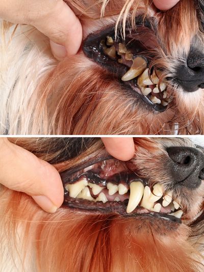 Dog tooth cleaning near me Friskney 