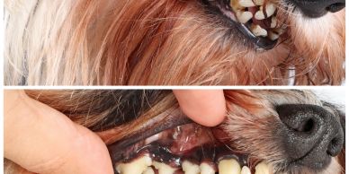 dog Teeth Cleaning 