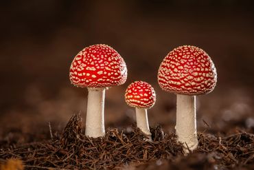   "For educational/identification purposes only."