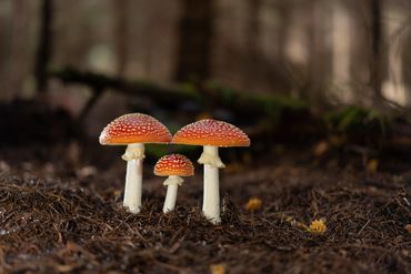   "For educational/identification purposes only." ,mushrooms in nature