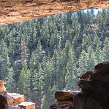 View of a dense forest through a cave opening.