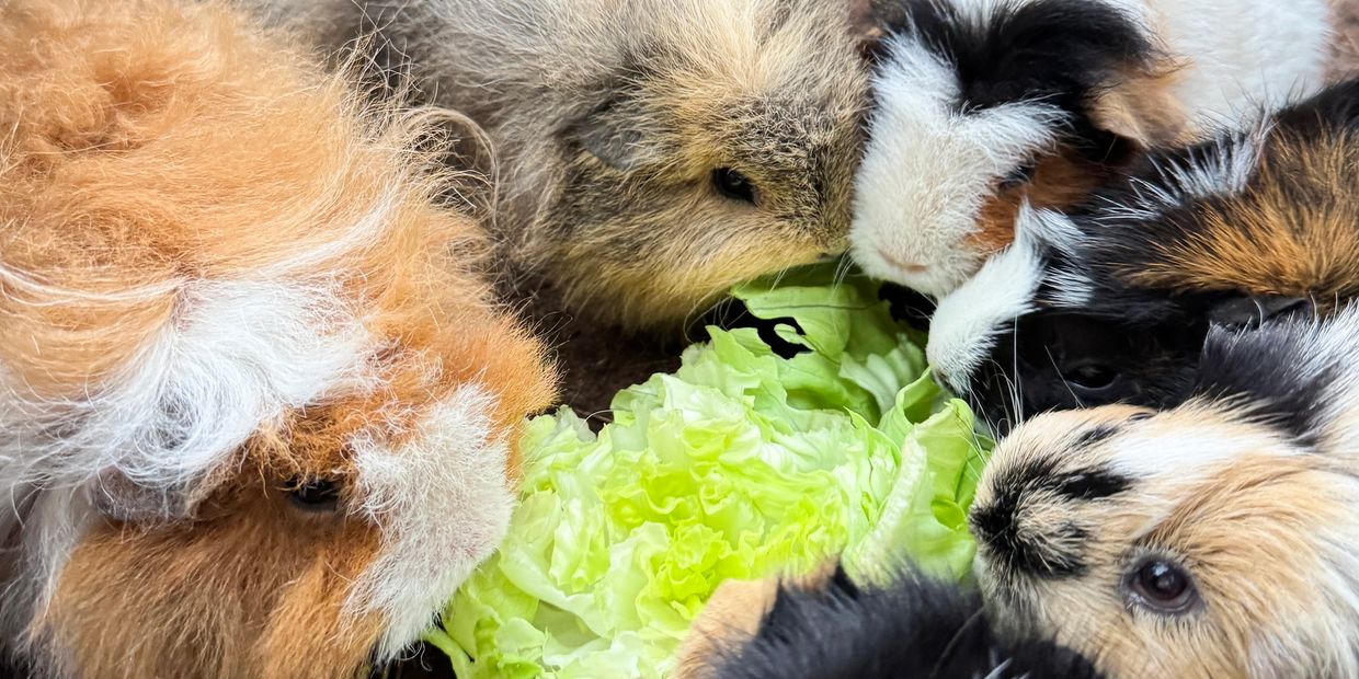 A group of guinea pigs eating salad