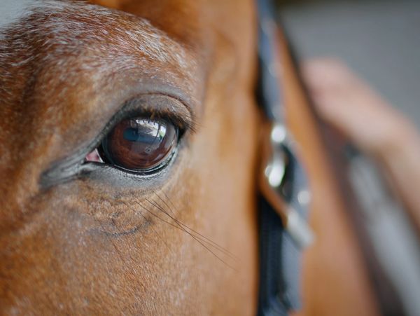 Horseback riding San Diego, things to do San Diego, Horse, Horse Riding, Horses, Beach Trail Rides