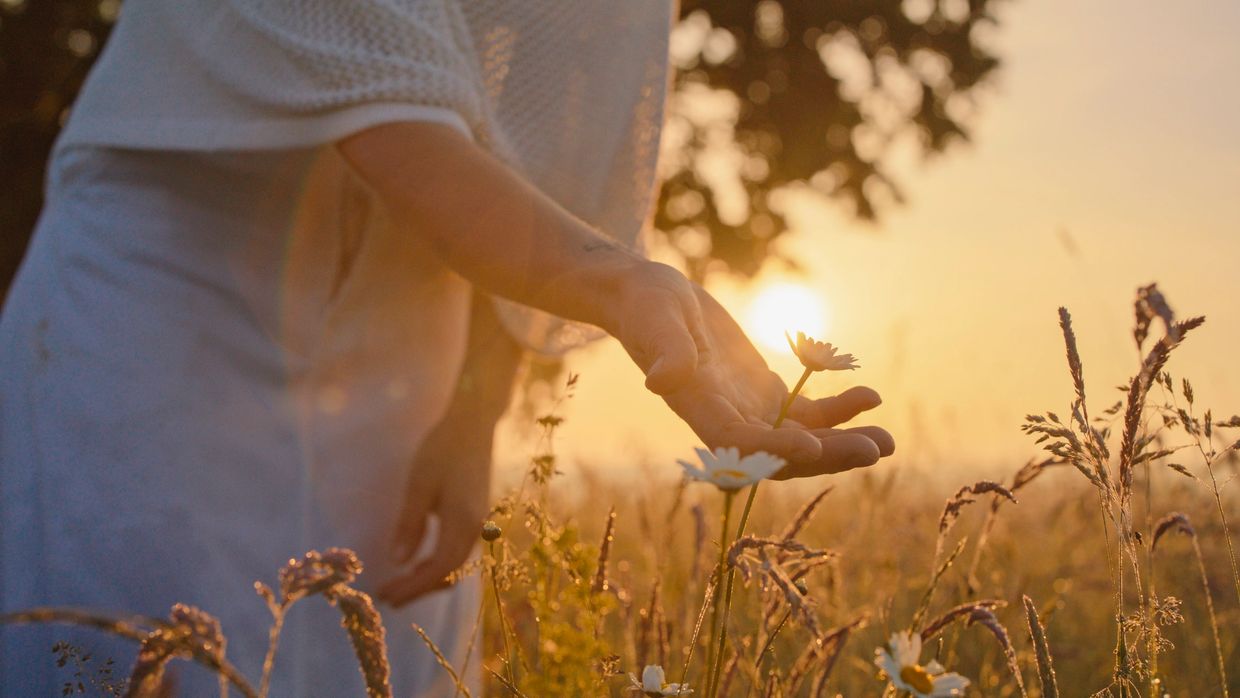 A person gently holds a daisy in a sunlit meadow at sunset.
