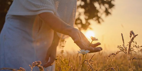 A person gently touching a flower in a sunlit field at sunset.