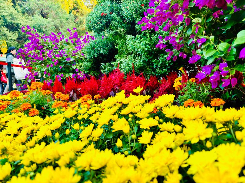 The Cosmos Flower-Happy dog running in a blossoming flower meadow on sunny day
