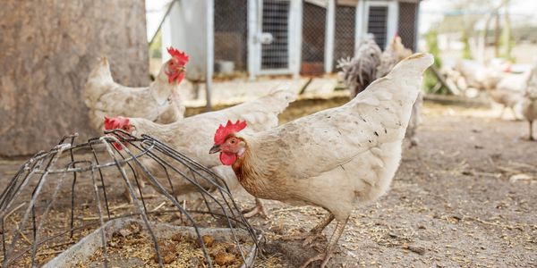 White chickens pecking near a feeder in a farmyard.