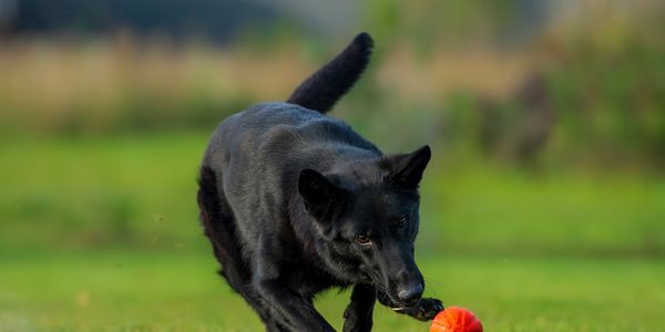 Black German Shepherd