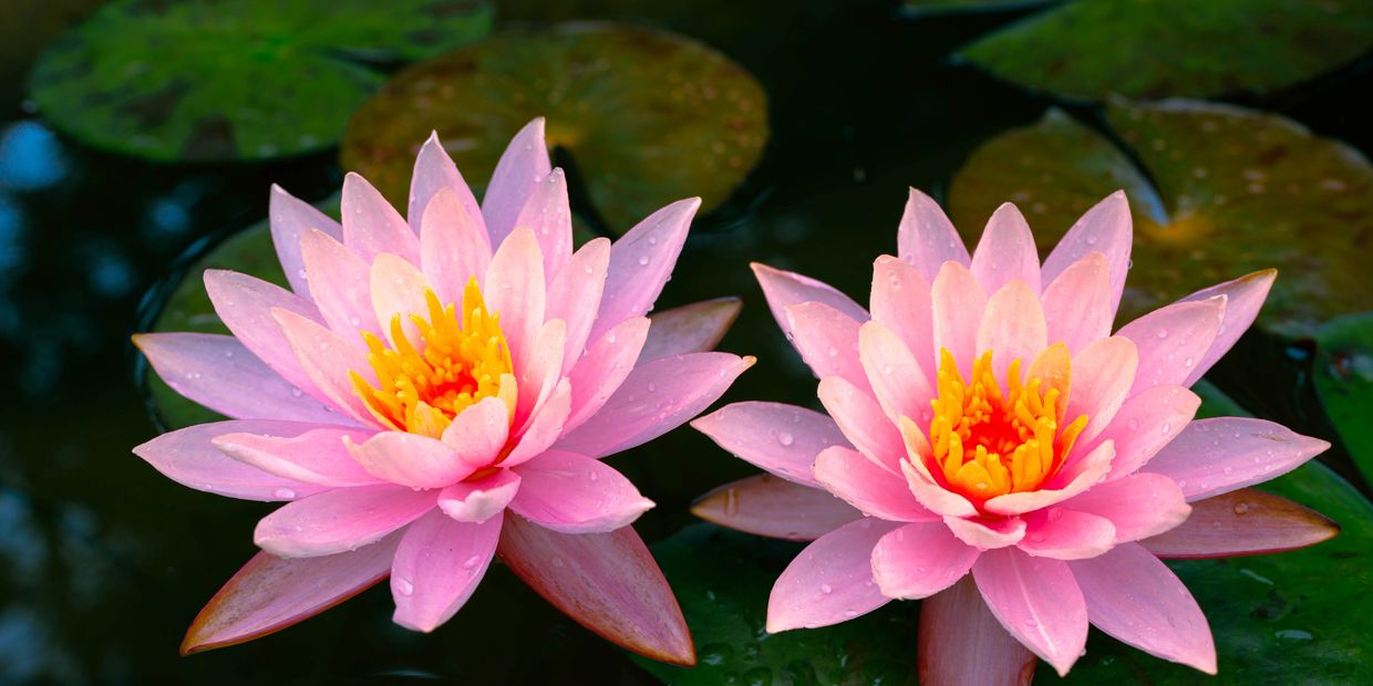 Two pink water lilies with yellow centers floating on dark water.