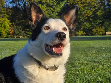 A happy black and white dog sitting on green grass in a sunny park.
