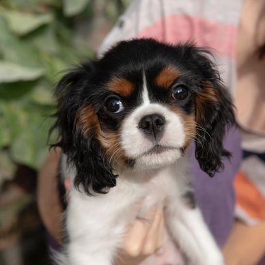 Three Cavalier puppies sitting in a row on a wooden porch.