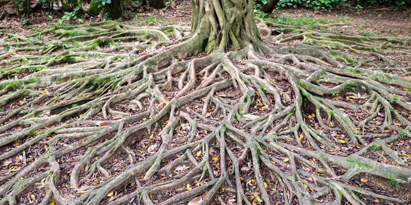 Extensive tree roots sprawling across the forest floor.