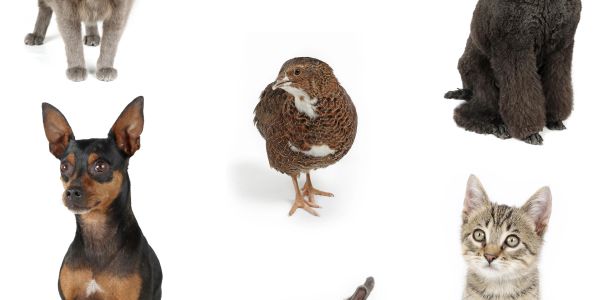 Various pets including cats, a dog, and a bird on a white background.