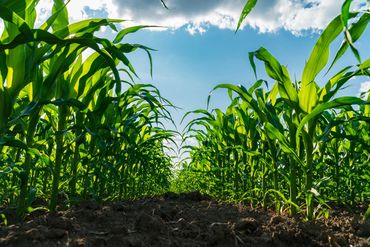 Green corn plants growing in a sunny field under a blue sky.